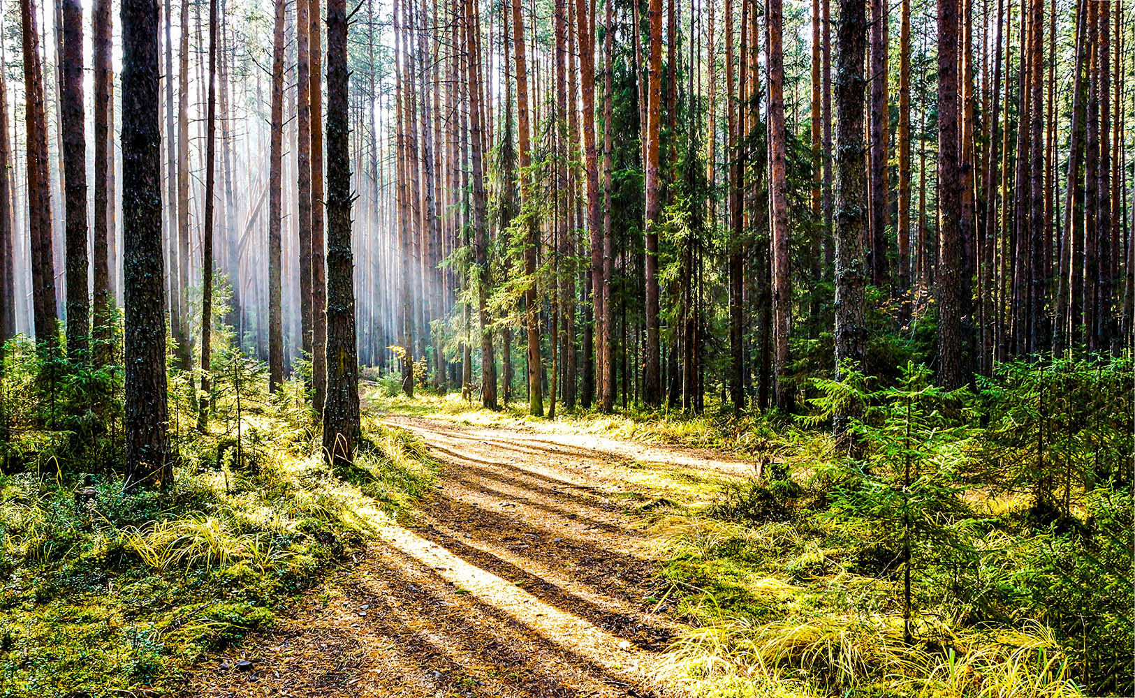 Een bospad met bomen